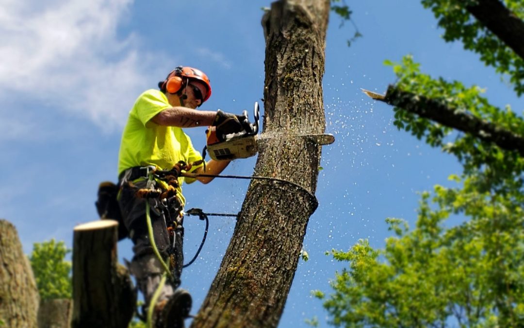 Tree cutting 3
